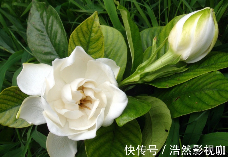 叶子|栀子花老爱长黄叶喷点“救命水”，叶子油绿窜花苞！