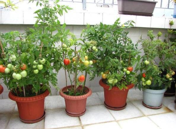 盆栽小番茄,如何一茬接一茬地开花结果5个关键点多下功夫