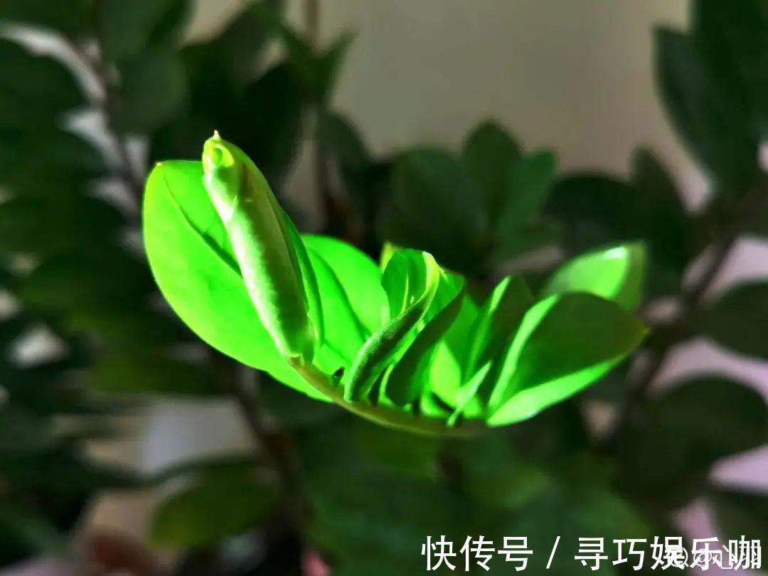 9种花特怕冷,低温浇水容易冻死,夜晚套袋子保暖