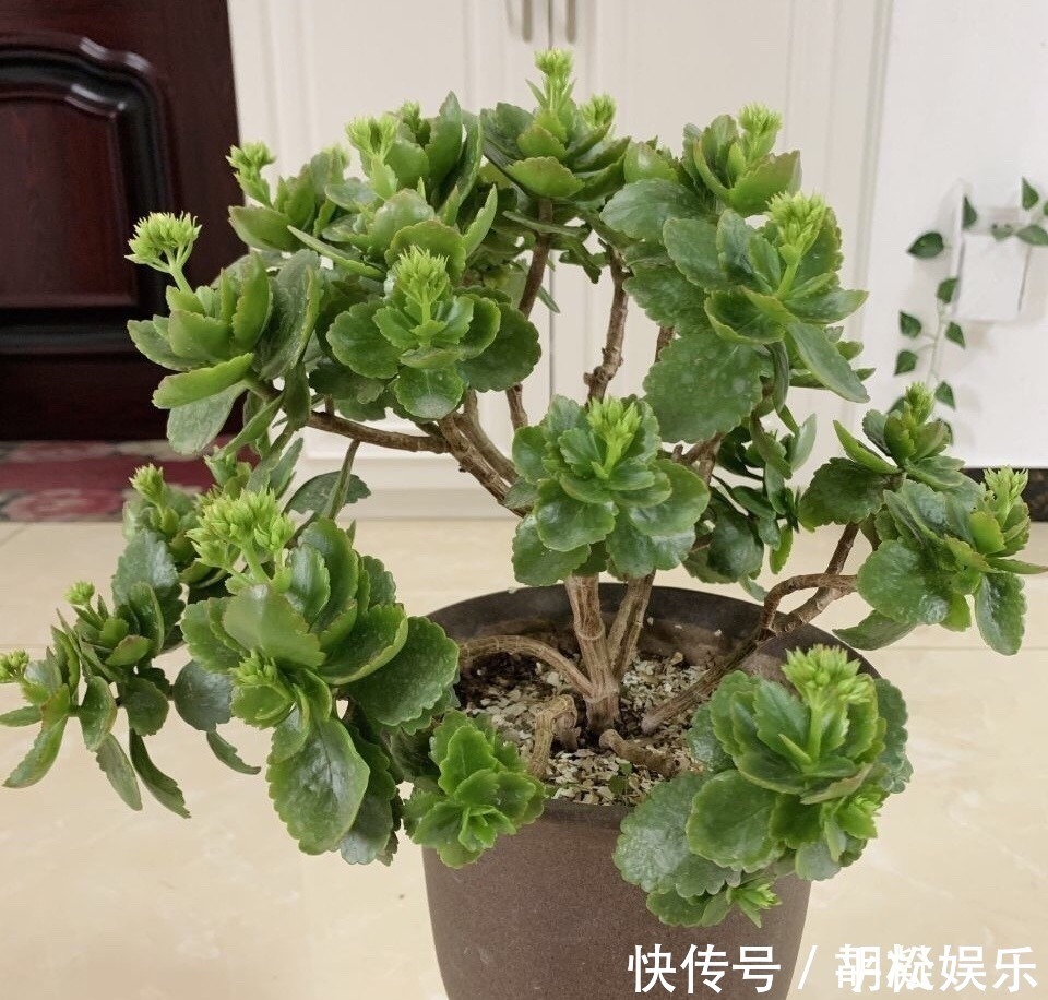 技巧|1盆长寿花长出“25根”花箭,掌握“4个技巧”,你也可以做到