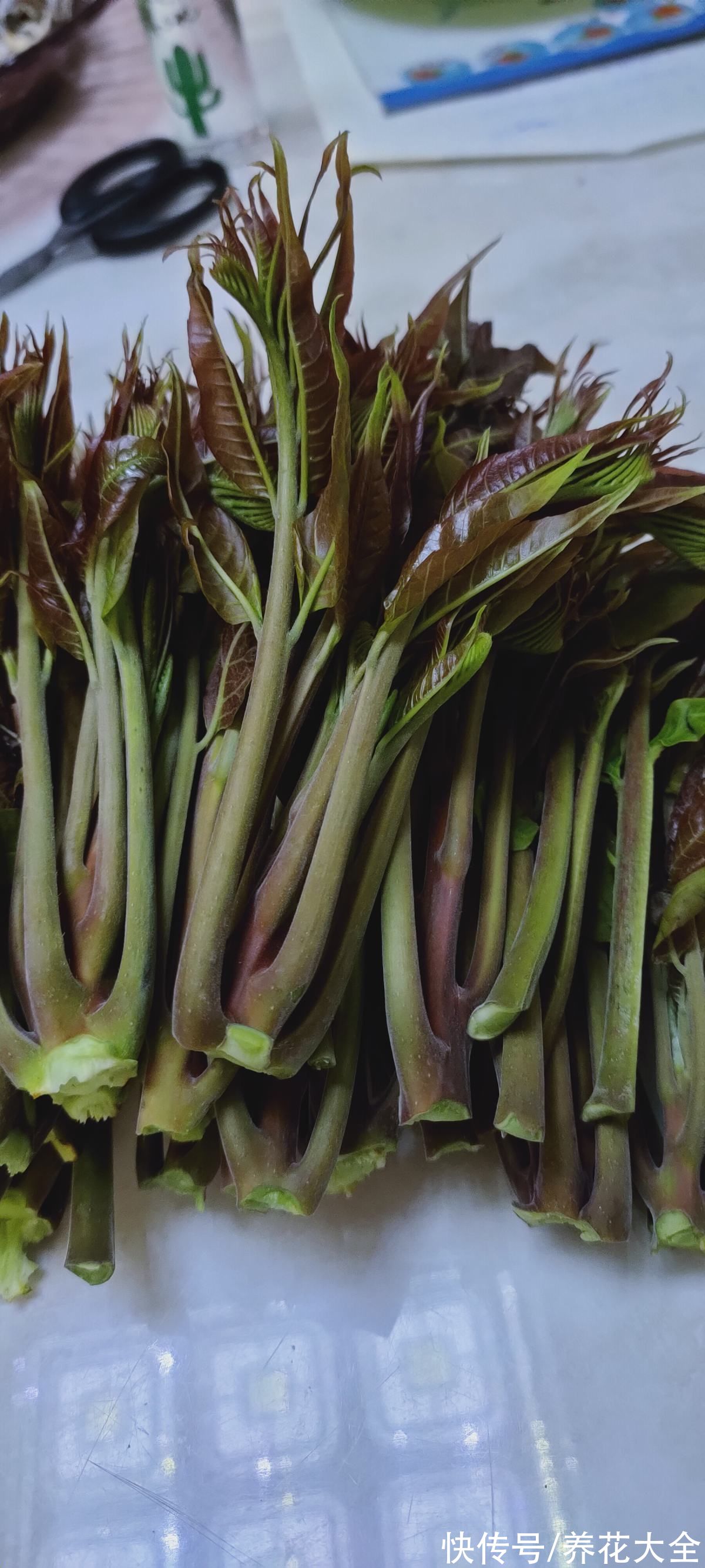 香椿|春天必吃的6种野菜，鲜味飘满屋，错过要再等一年