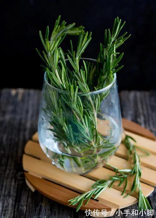 9种“健康花”,能吃能泡茶,客厅养一盆,清洁空气,吉利大气