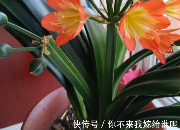 氮肥液|君子兰3大养护难题,一次性给你解决,今年准时开花!