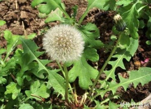 小儿肺炎|农村遍地都是的野菜，全身都是宝，多吃身体好，城里有钱买不到