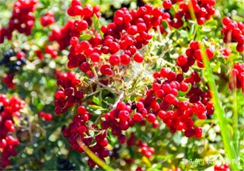 维生素b|30岁女性，常吃4种食物，祛除黑斑，保持子宫干净，预防妇科病