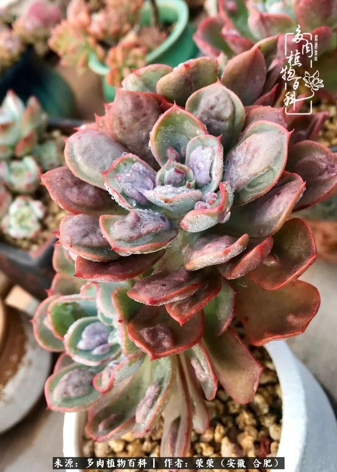 金秋时节，变化带来的惊喜不正是养肉的乐趣所在么！