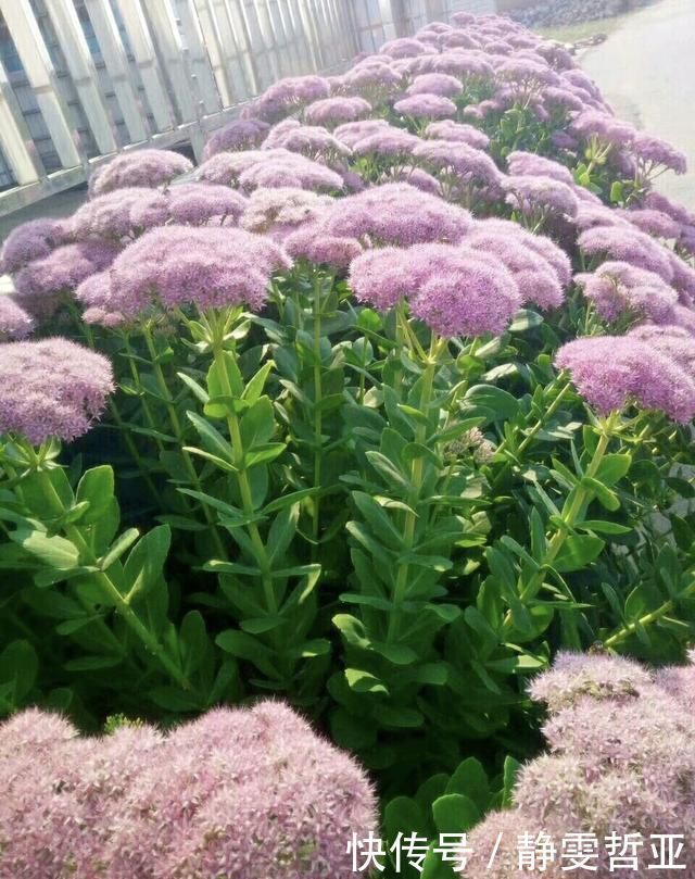 家庭养6种花“要当心”,容易出现“生物入侵”,天天起来要清理