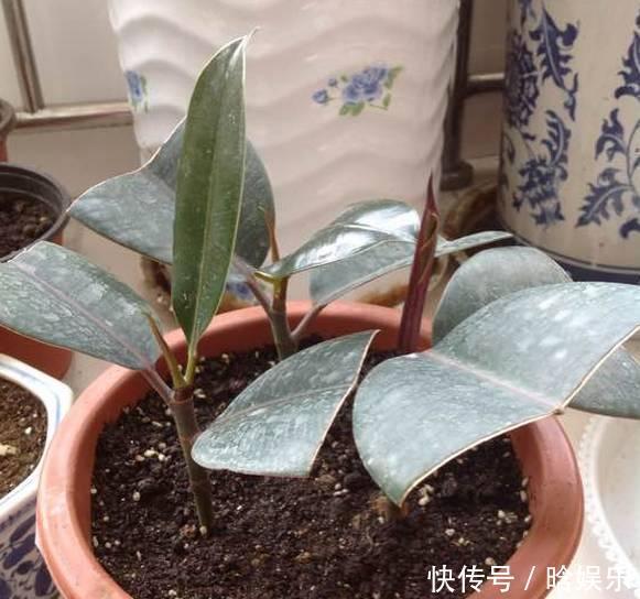 天热了就插4种花，生根快长势好，一插一大盆