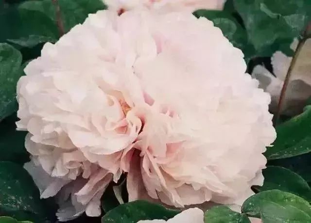 珊瑚台|牡丹盛开!盛况空前,绝对罕见,太美太漂亮了!