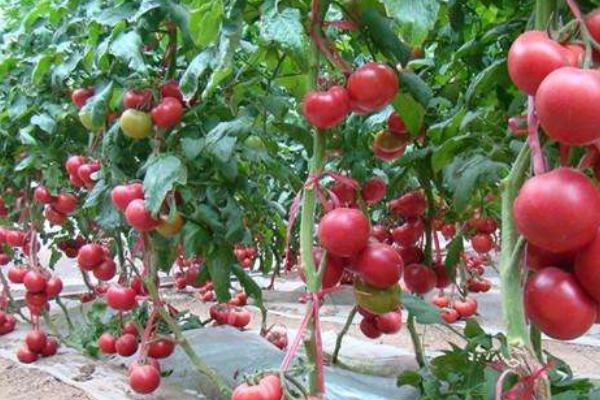 膳食纤维|4种蔬菜吃得时候要注意,很多人不在意,其实早被列为致癌名单