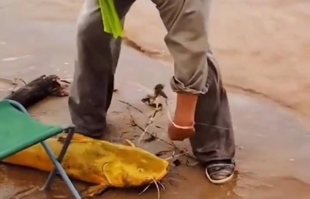 罕见!黄河“巨型黄辣丁”被人钓起,钓友:太大了,还能吃吗