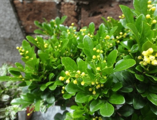 米兰开花少教你3个养护妙招，全年开花，轻松爆盆，花香满屋！