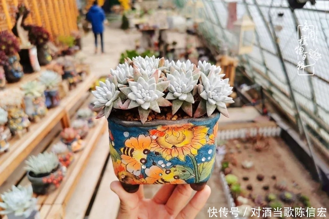 多肉桃花源:别人笑我太疯癫,我笑他人看不穿!