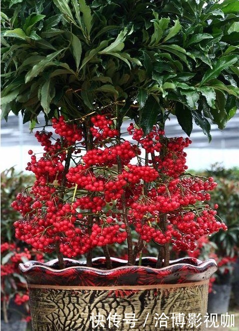 幸福|“4种花”一定要养,寓意新一年红红火火,蒸蒸日上,幸福满满!