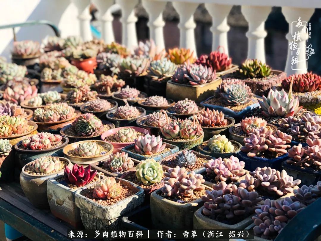 阳台上的一亩三分地，我愿与你一起，与时光媲美！