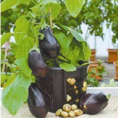 土豆嫁接西红柿,花盆长满土豆,枝上挂满西红柿,换着吃,特新鲜