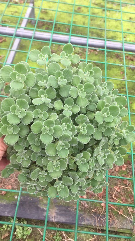 4种花不能朝叶子喷水,通风不好易烂叶,一定要注意