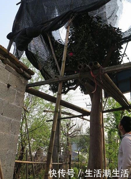 50年的桂花树,卖了5万块钱,大家觉得值吗!