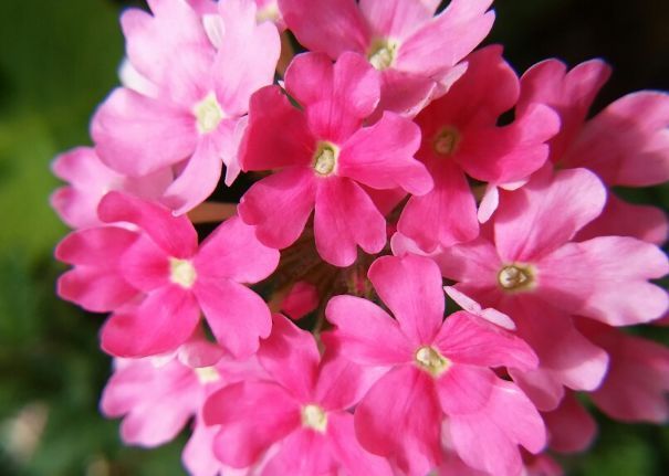 家有异味,养这款“香香花”超级棒,堪比顶级香水,花香醉人