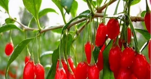 女性爱美，推荐吃3种食物，排出毒素，保养肌肤，滋养女性子宫