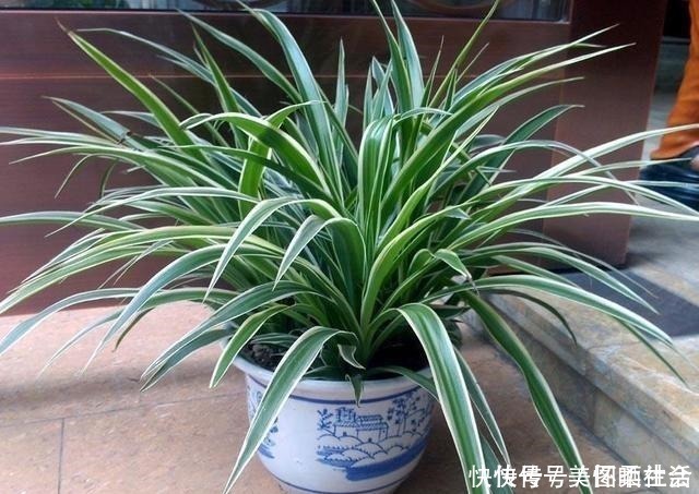 花盆|花盆里有小飞虫,不用喷药,简单1个方法,干净清爽,花草旺!