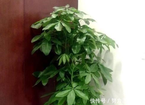 这“3种”植物,爱吃醋,每7天吃1斤,叶子绿油油,蹭蹭长不停