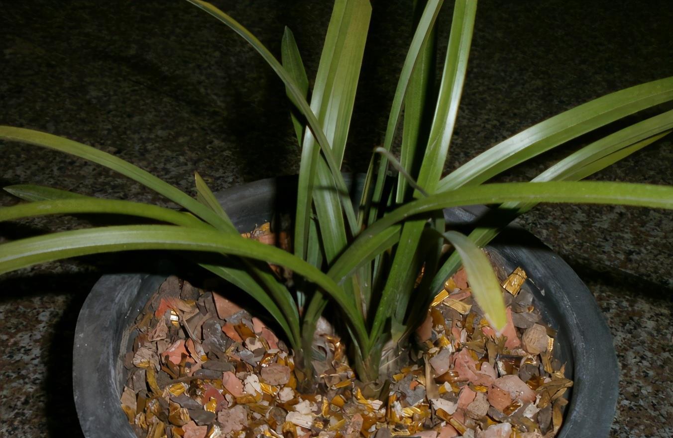 施肥|兰花淋雨长得好?不,有利有弊,掌握住尺度比施肥管用