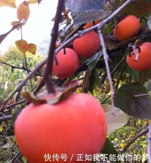 庭院种此“果树”,插土就能活,果子摘不完,味道甜如蜂蜜