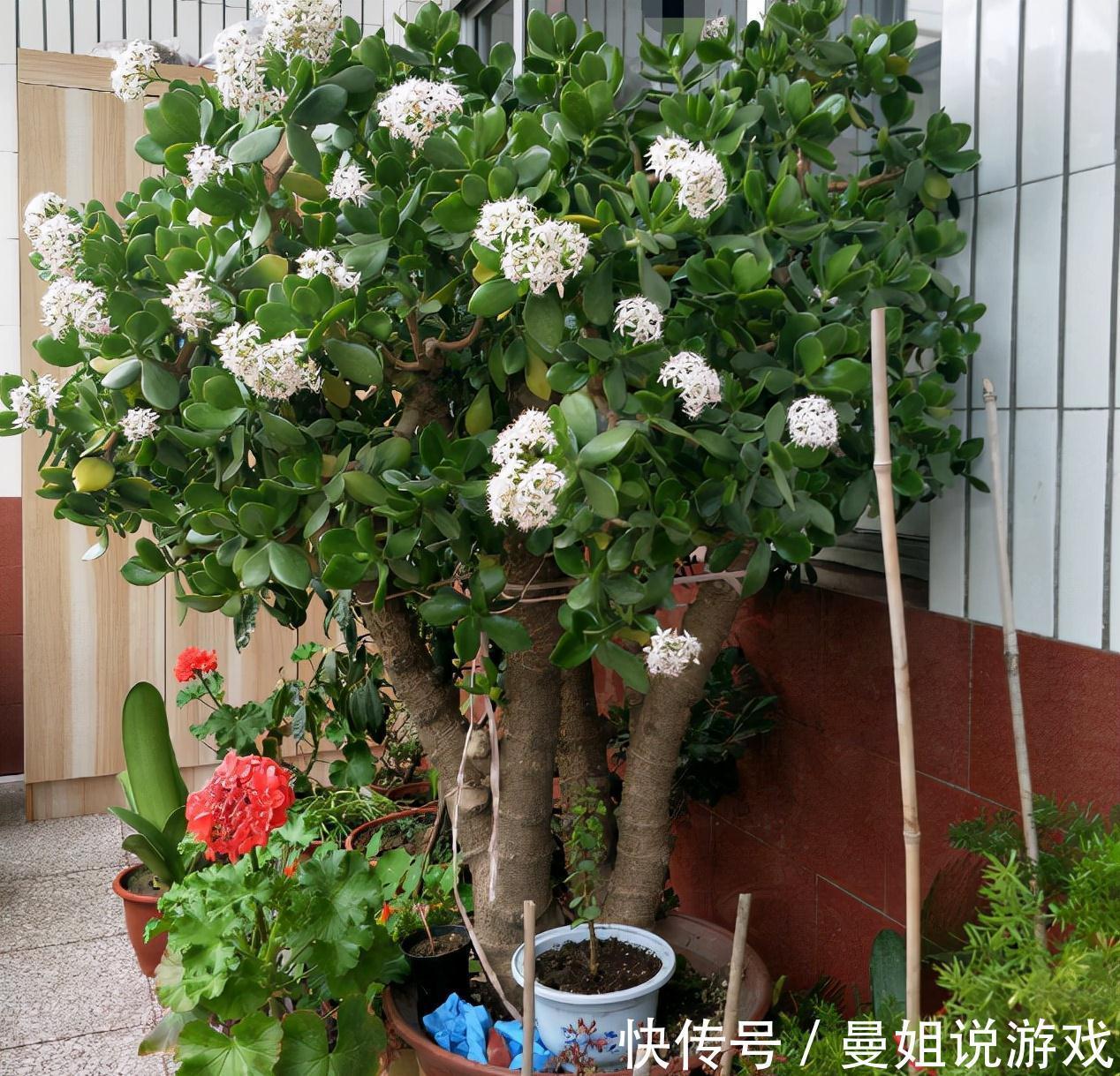 6大“富贵花”,能养几十年,花大雍容又华丽,能养成“传家宝”