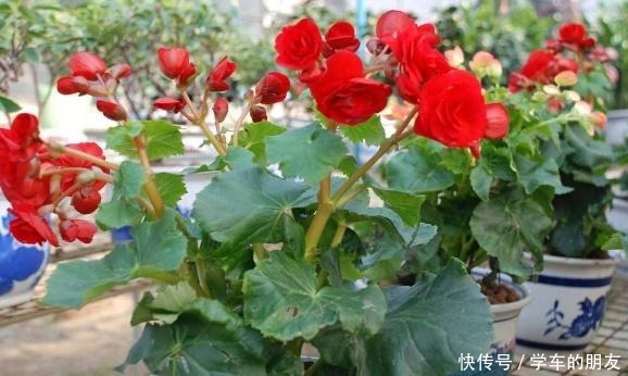 养花别养太贵的，这些花卉几块钱一大把，回家养盆里能开整个春天！