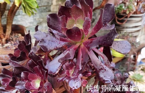 适应能力|多肉淋水后，哪些事情不该做，早知道才能避免“发烧”