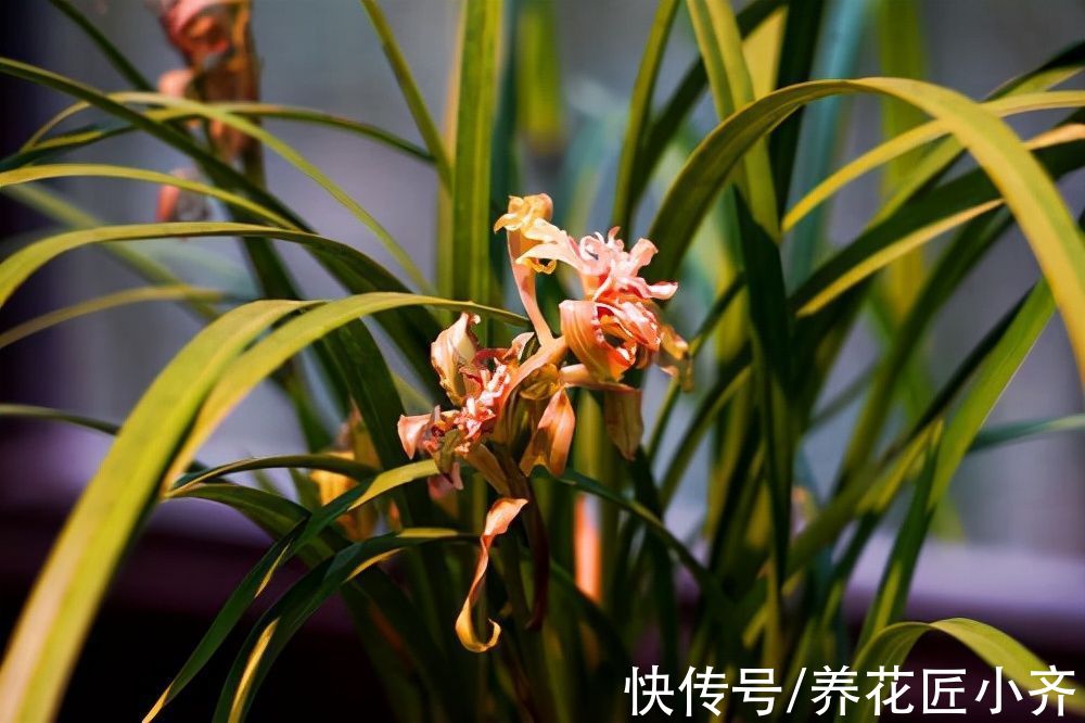 兰花换盆别盲目，不仅要选对时间，还要掌握技巧，否则影响开花