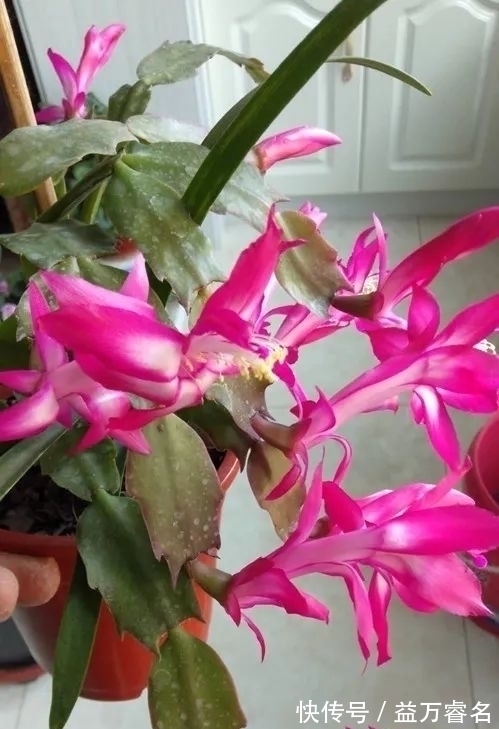 蟹爪兰焉焉的怎么办蟹爪兰要怎么浇水是浇大水还是少浇水