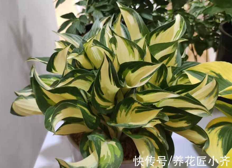 养花|养花出现叶片打蔫，浇水也不恢复，原因有2个，第2个原因最多