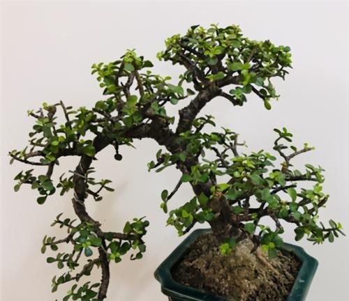 枝叶|养金枝玉叶,年年都要剪,养成盆景价更高,越老越值钱