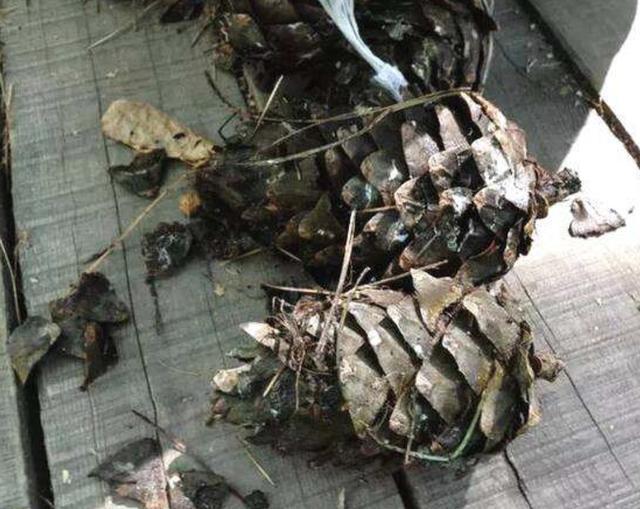 君子兰|养花不想用肥料那就捡“1袋它”,花盆里垫“5个”,花卉不缺肥