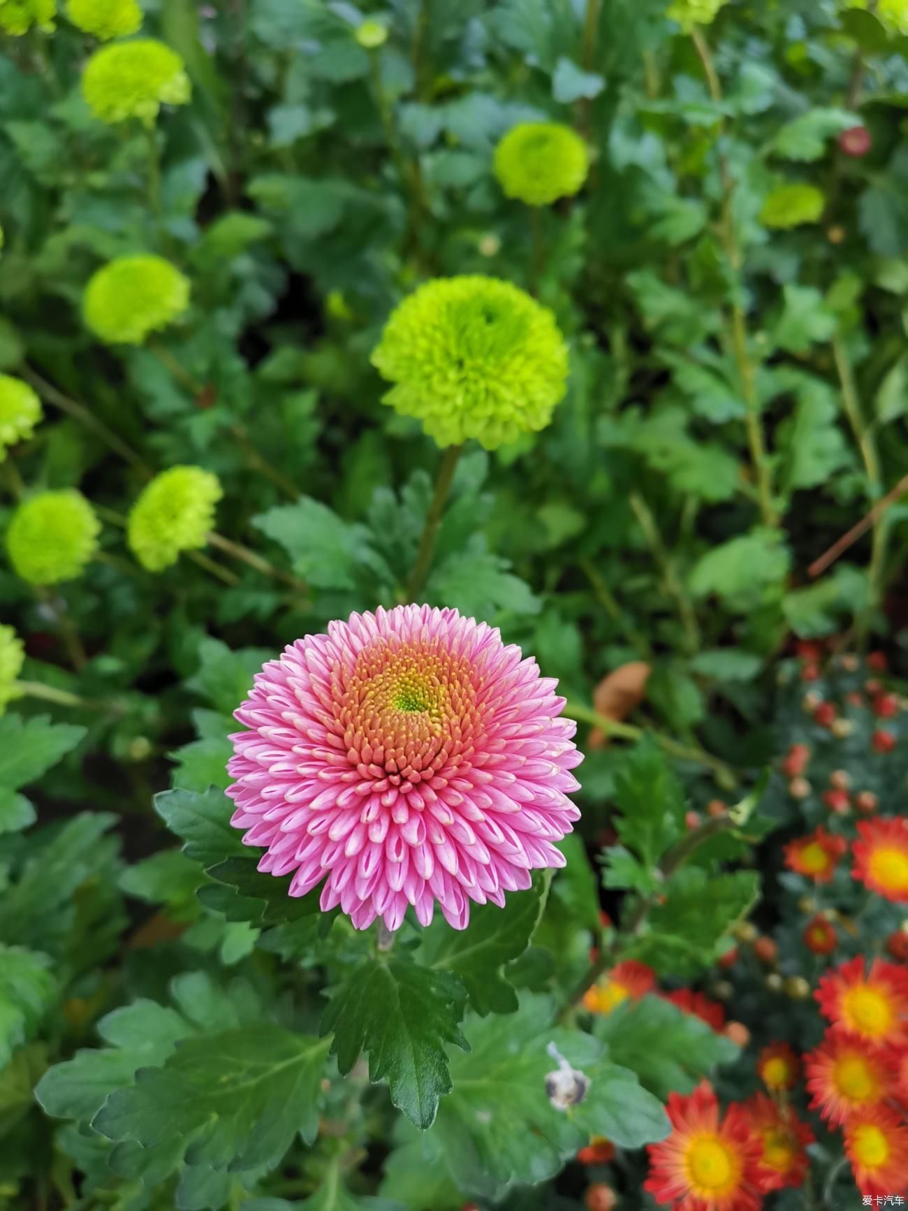 典雅|彩菊盛开寒秋里