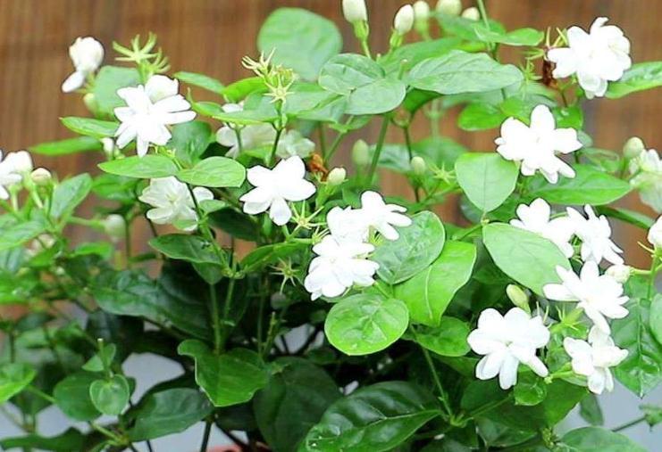 要想茉莉花开花多，长势旺，只需做好3件事，快瞧瞧吧