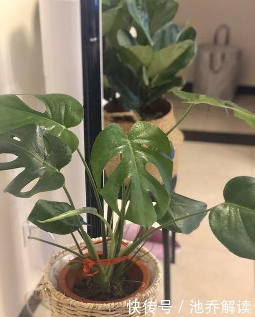 十种防辐射的绿植,装点家居好帮手,还能净化空气防辐射