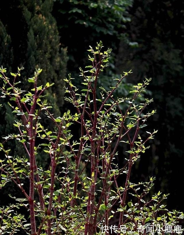 虎杖|屋前屋后见到这草，二话不说赶紧拔，小心爬的满家都是！
