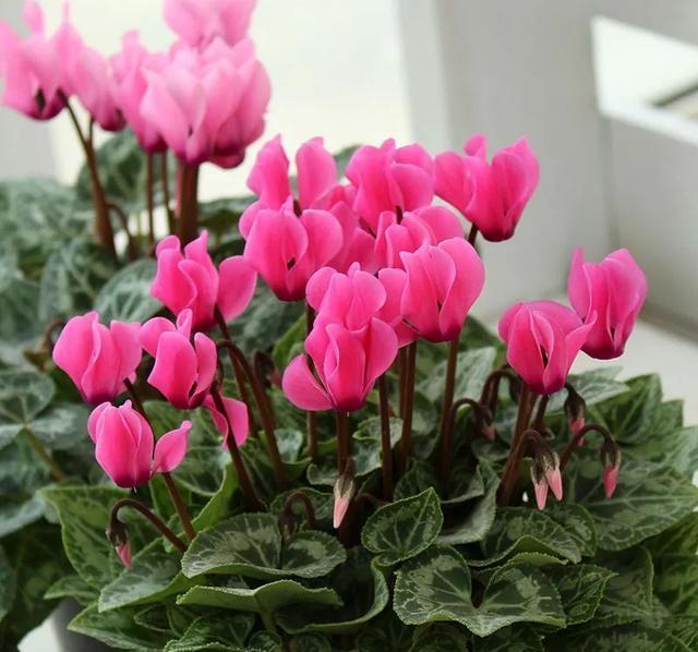 硫酸亚铁|40年老花友的养花浇水秘方，今天分享给大家