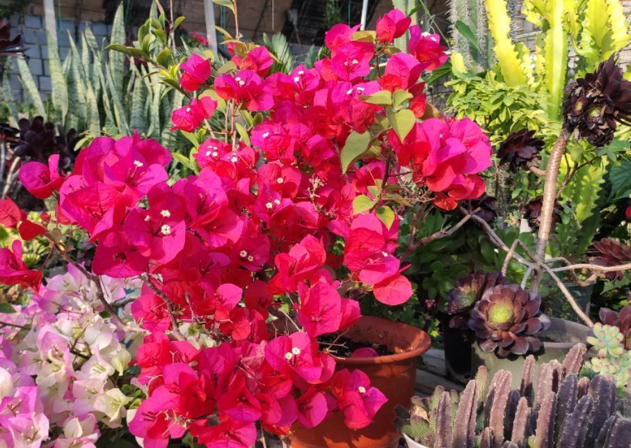 三角梅|30岁大叔劝侄女多养些三角梅,再懒都能养好,一年四季都能赏花