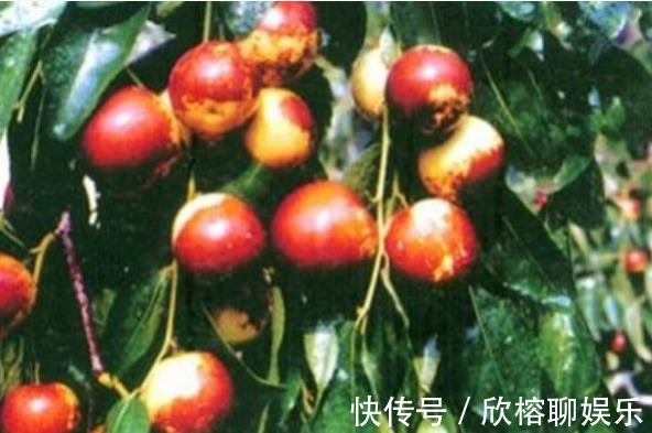 葡萄糖|大枣美容祛斑,增强免疫力,农民种植大枣重点掌握四点,稳产增收