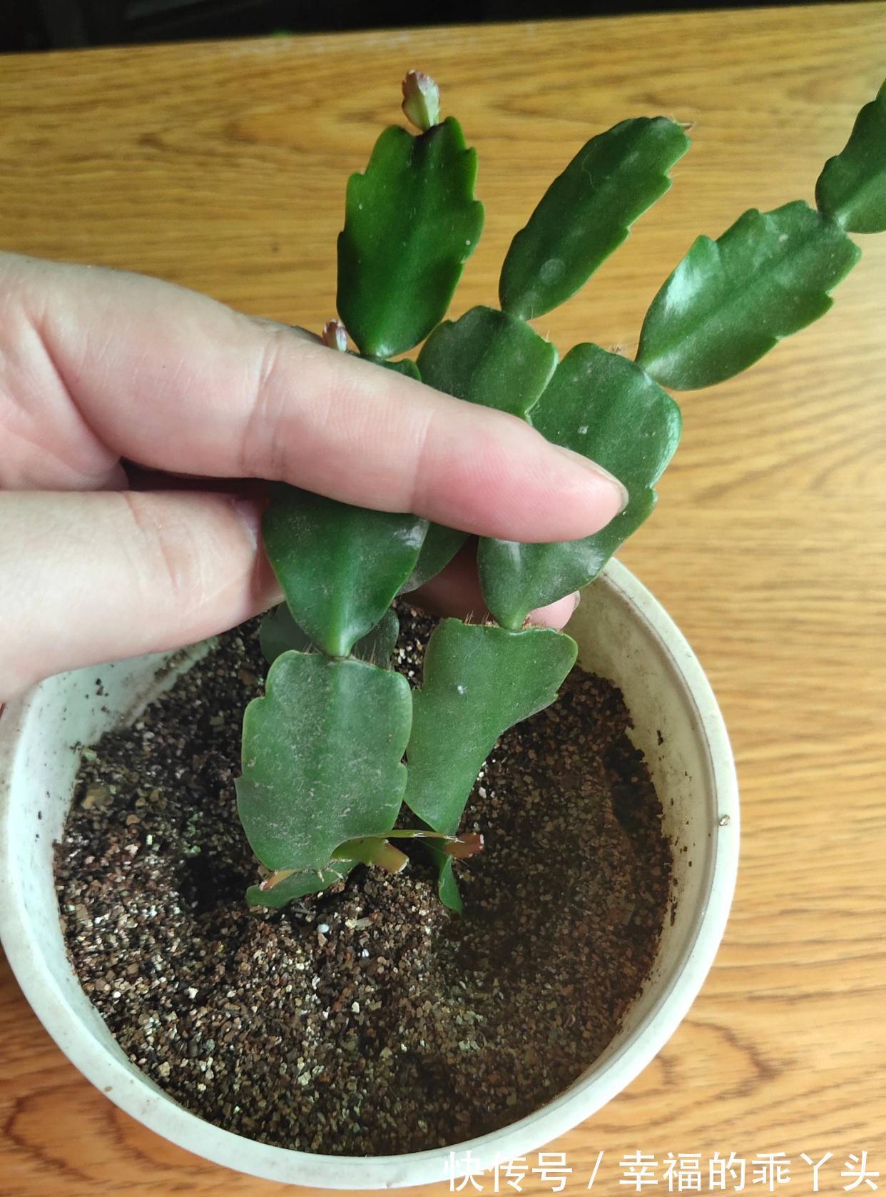 冬天快扦插这3种花,插土里生根很快,成活率高、花多又美