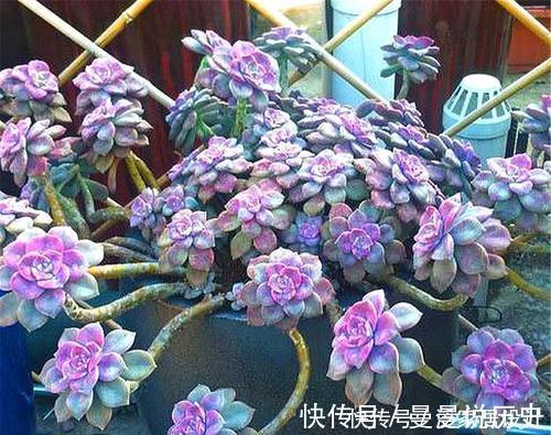 花匠|老花匠养多肉7年，总结出4个耐热耐晒品种，安全度夏适合新手