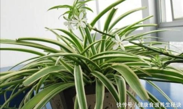 家里吊兰开花,是留还是剪,花友们这样做!