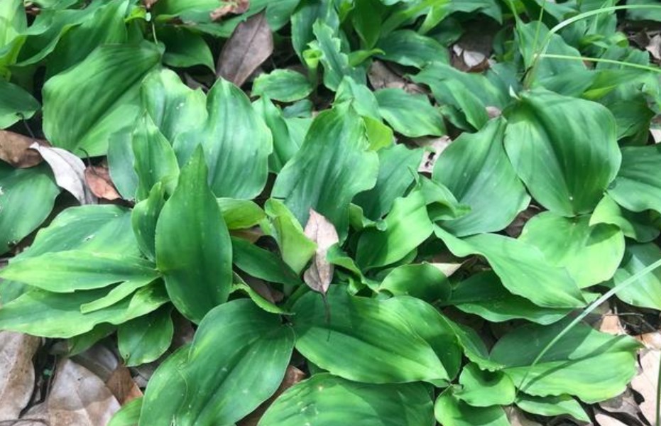 这三种植物可以完全代替葱、姜、蒜,并且做出的菜品味道也不差