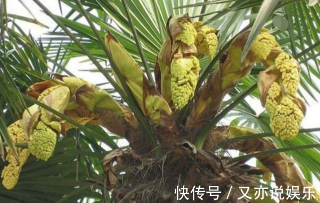棕树花|农村的这种野味一般人吃不到，产量极少，味道非常鲜美！