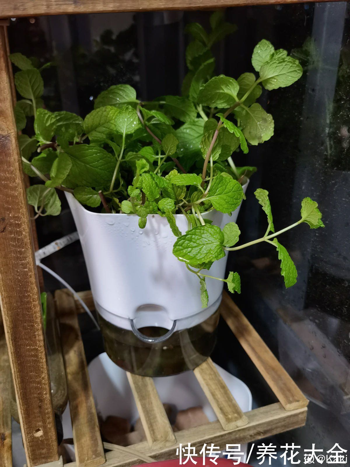 夏天|失眠多梦真头疼，养这3种花，带你安心入眠没烦恼