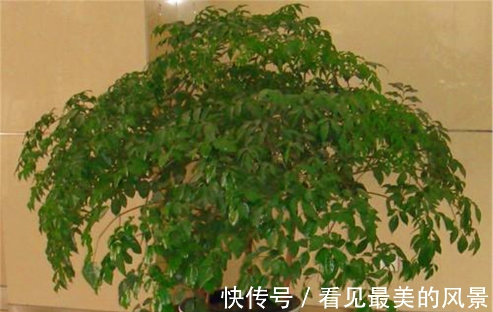 幸福树|幸福树在客厅内好养吗?不说你肯定不知道